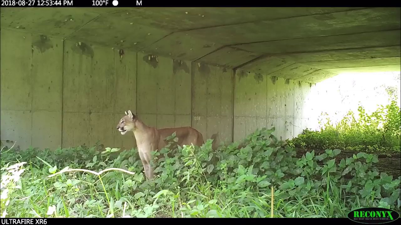 Meanwhile in Florida...panthers, gators and bears using wildlife crossings