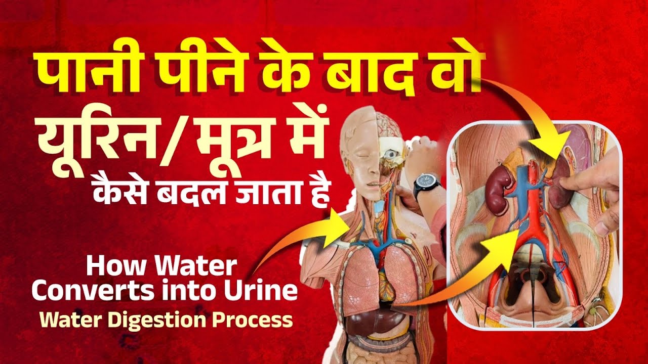 How water Convert into Urine | पानी पीने के बाद वो यूरिन मे कैसे और कितनी देर में बदल जाता है