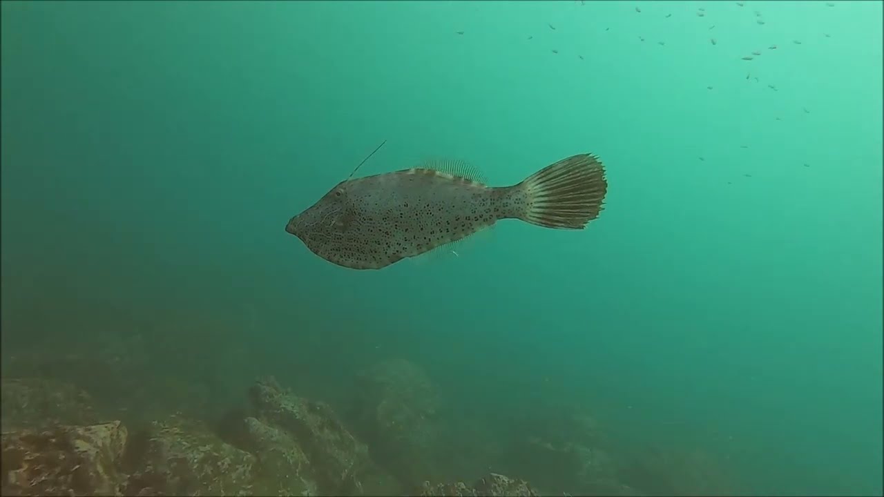 Buceo en Los Cobanos 11dic22