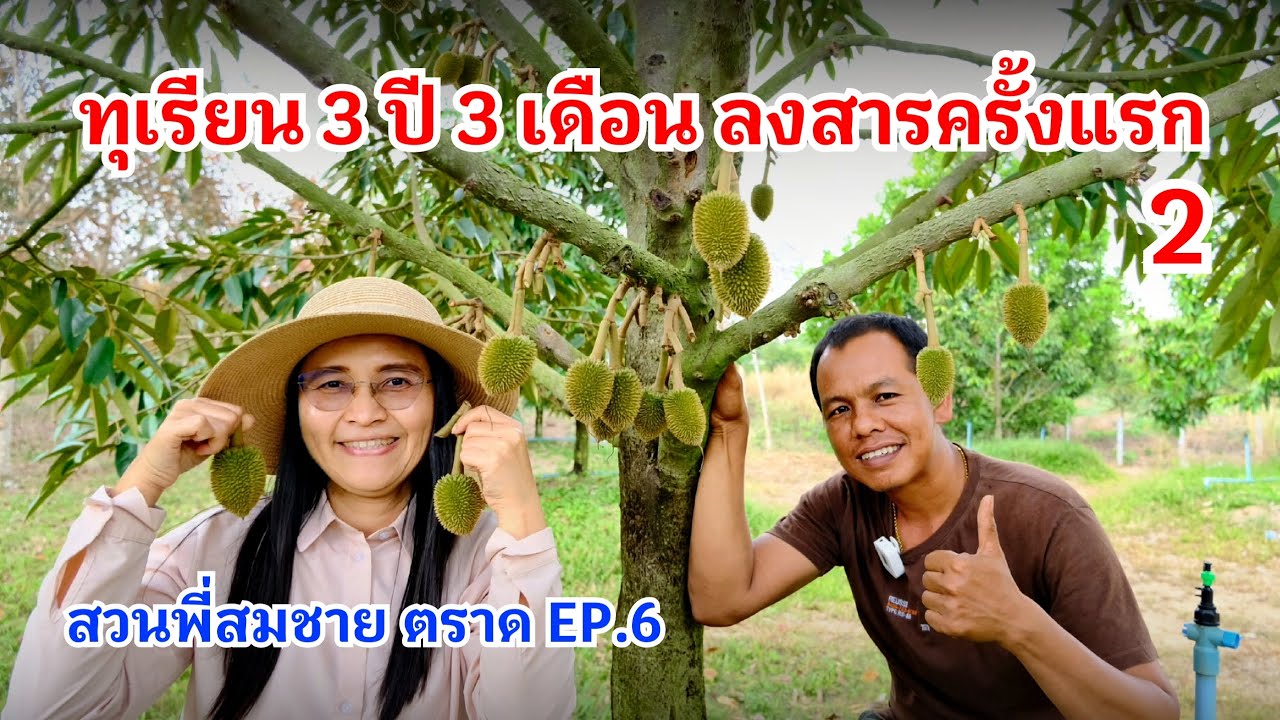 #กวินบินได้ EP.541 ทุเรียน 3 ปี 3 เดือนลงสารครั้งแรก จะเป็นอย่างไร #สวนพี่สมชาย EP.6