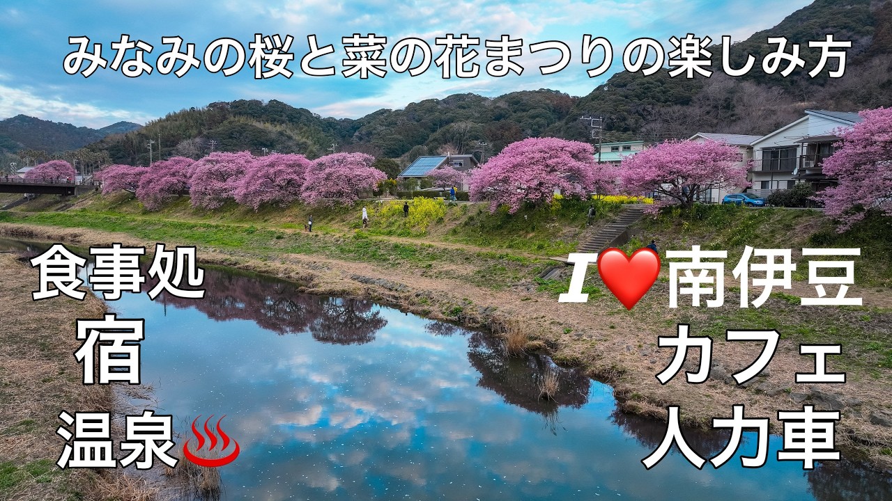 早咲！静岡県南伊豆町の河津桜が満開「みなみの桜と菜の花まつり」ドローン男子空撮