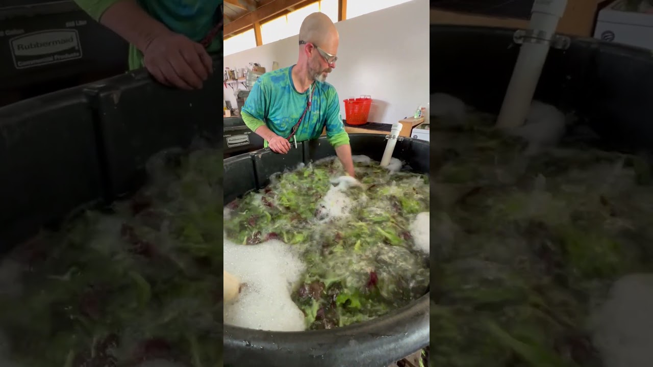 Washing Salanova Lettuce #shorts