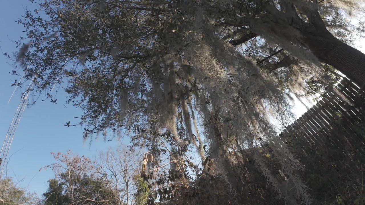 Still World ASMR | Late Afternoon Glow Behind the Trees 🌤️ 50 Minutes of Calm Outdoor Ambience