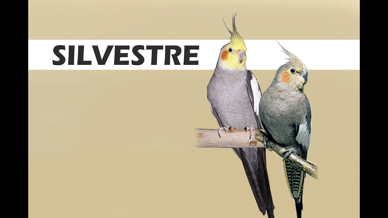 A calopsita silvestre. Não é mutação!