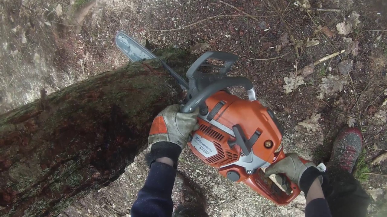 Cs31 Small Tree Felling Practice