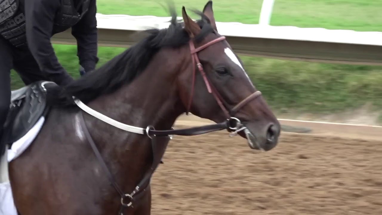 Mars Bellicose at Del Mar Race Course