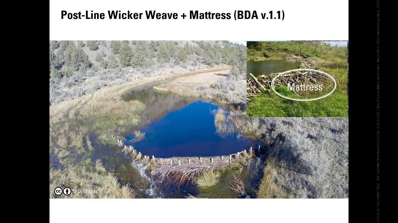 01 I Low Tech Structures; Building BDAs (Beaver Dam Analogs)
