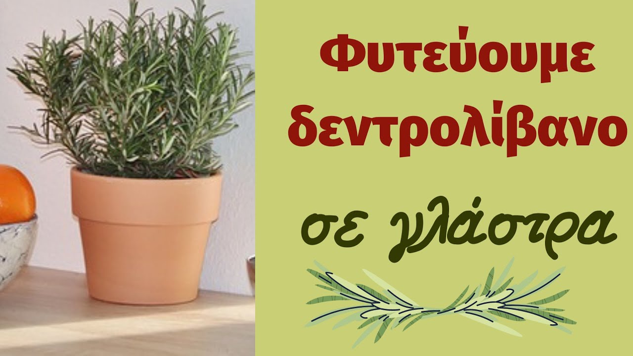 Πως φυτεύουμε δεντρολίβανο σε γλάστρα