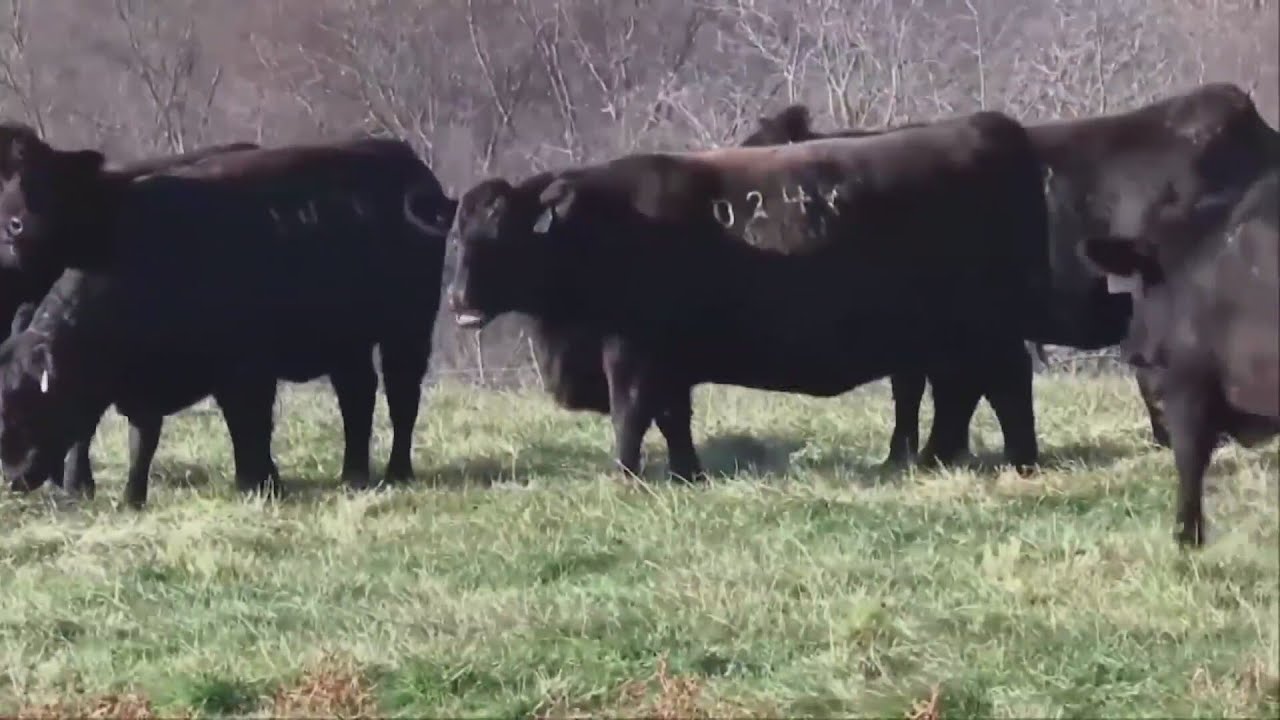 New Mexico ranchers voice concerns on Trump’s plan to import beef from Argentina