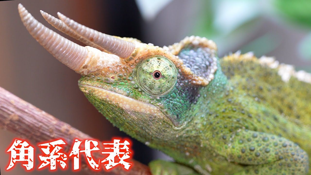 ツノが生えたカメレオンは難しい？【ジャクソンカメレオン】