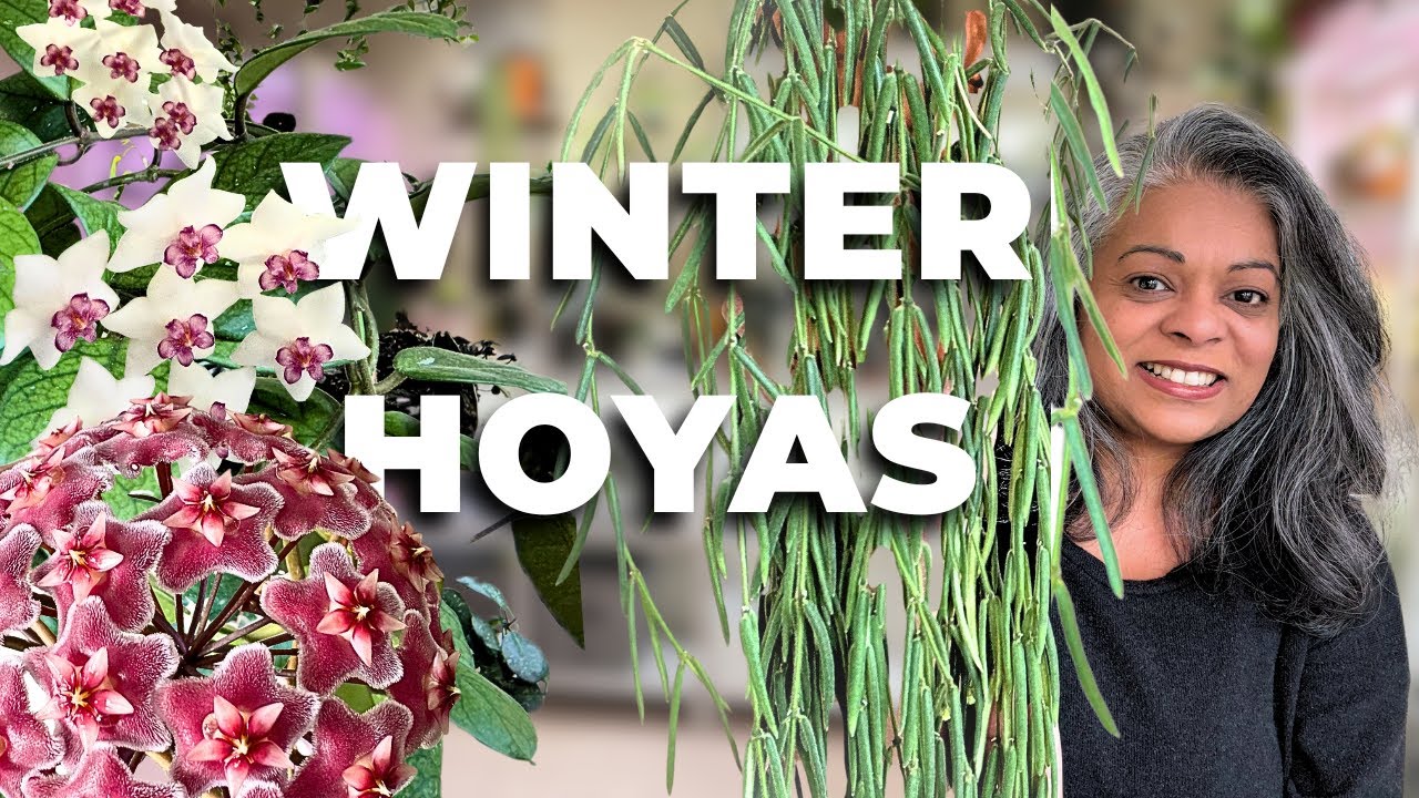 Cold-Loving Hoyas Collection | Hoyas That Thrive in Cooler Temps