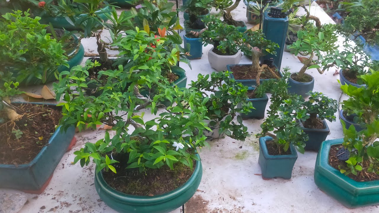0934229986 BONSAI MINI