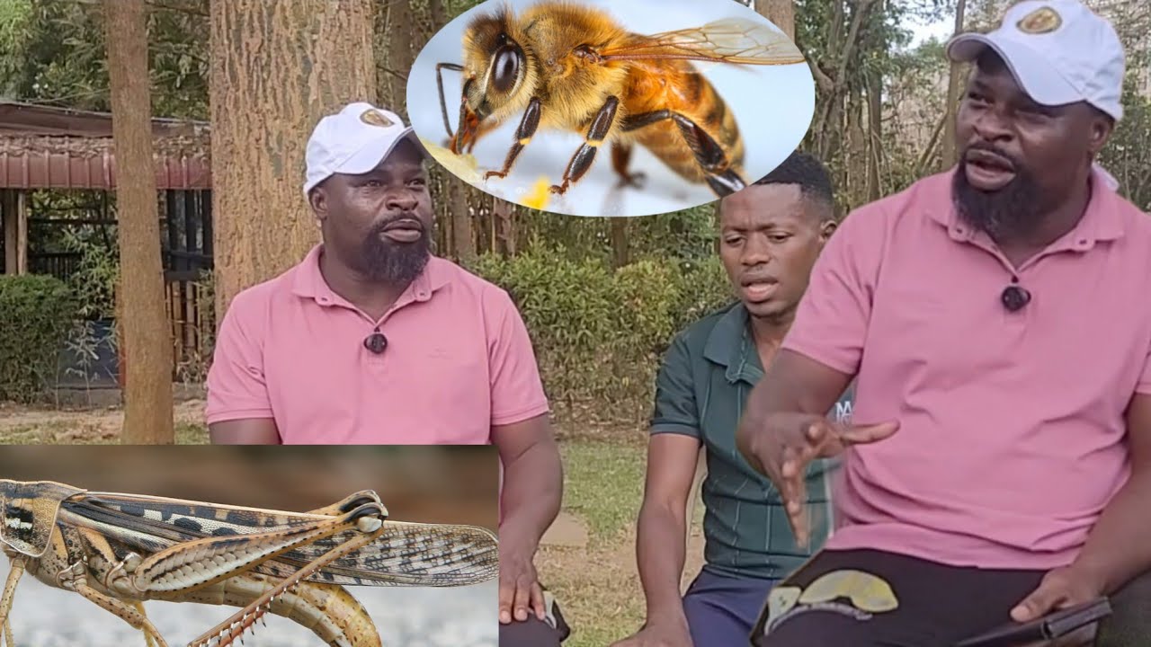 WUUNO EYAZUUKIZA EJANZI NGA WAMYAKA ESATU! SSALONGO NJUKI OKUVA E NAKIFUMA.