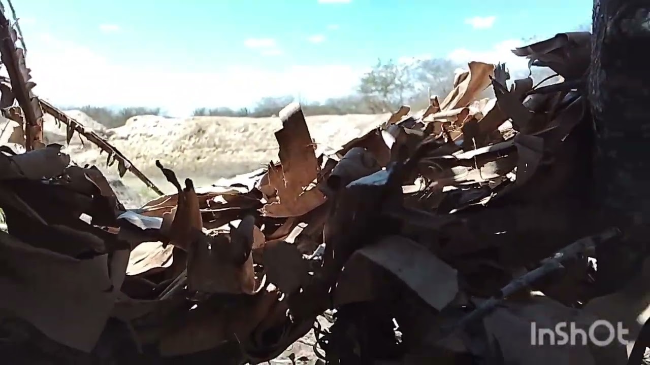 Caçada topada de rolinha, ainda rendeu o frito 