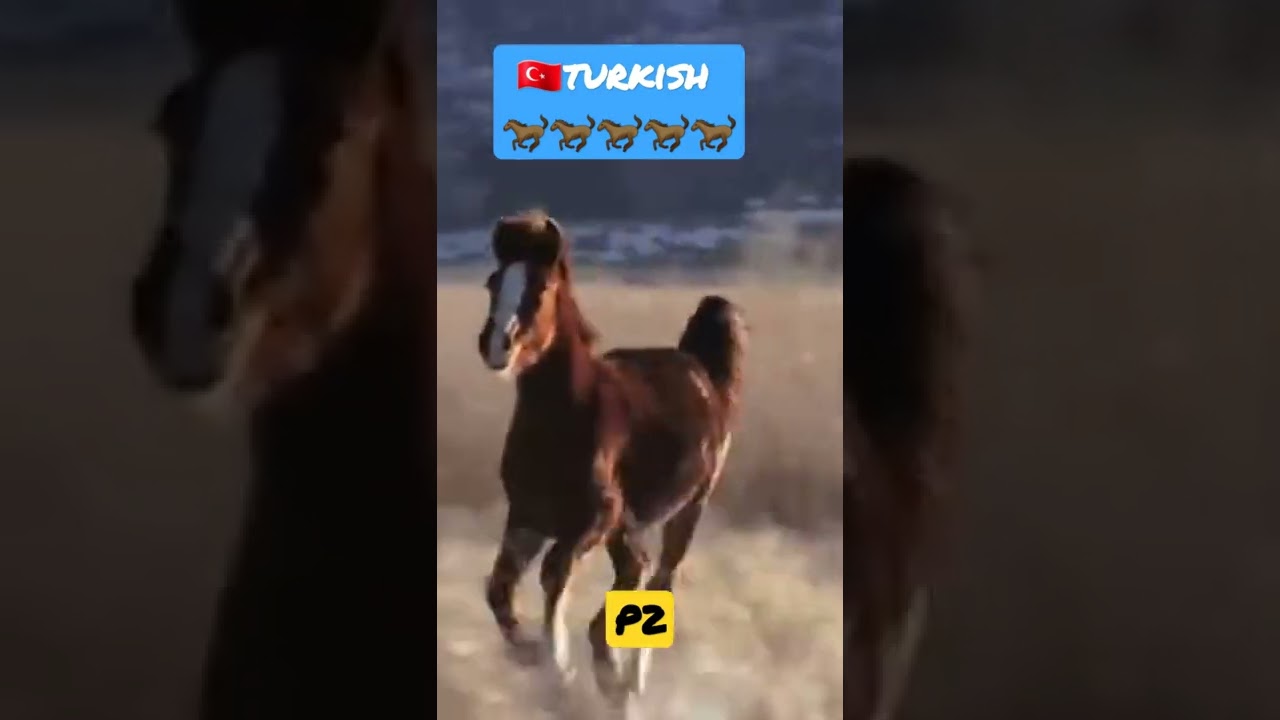 🔛🐎🇹🇷turkish powerfull horse 2
