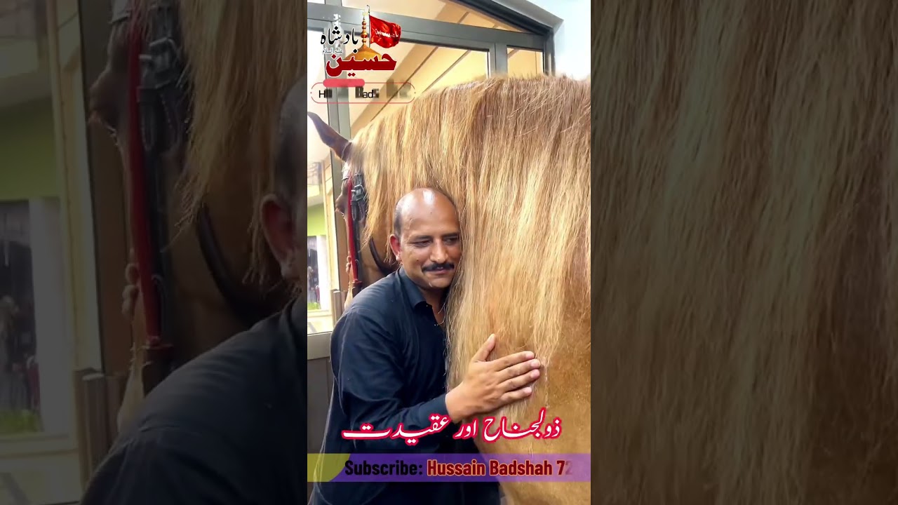 Kissing Zuljana duldul love #zuljinah #duldul #love #horse #kiss #respect #muharram # #yaali