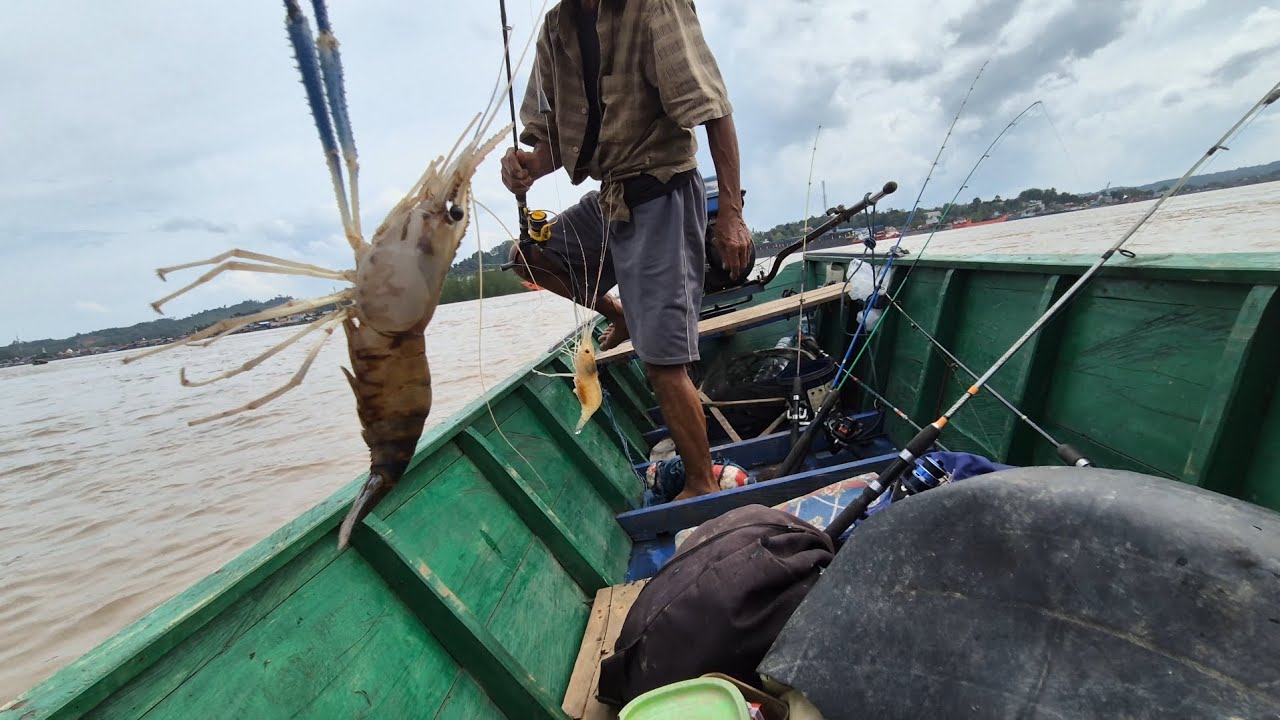#fishing di sungai mahakam dapat udang galah bertubuh mungil.