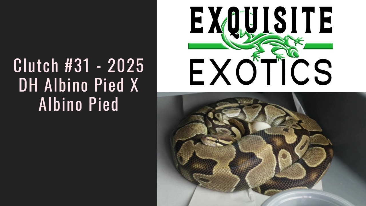 Clutch#31 2025 - DH Albino Pied X Albino Pied