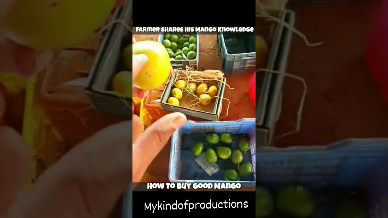 Mango Buying Tips from Farmer #shorts