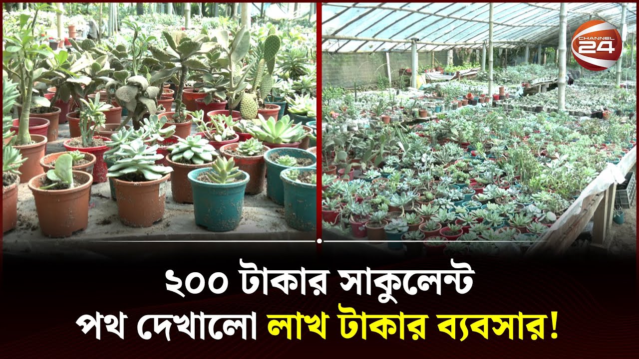 ২০০ টাকার সাকুলেন্ট পথ দেখালো লাখ টাকার ব্যবসার! | Succulent Plant in Bangladesh | Channel 24