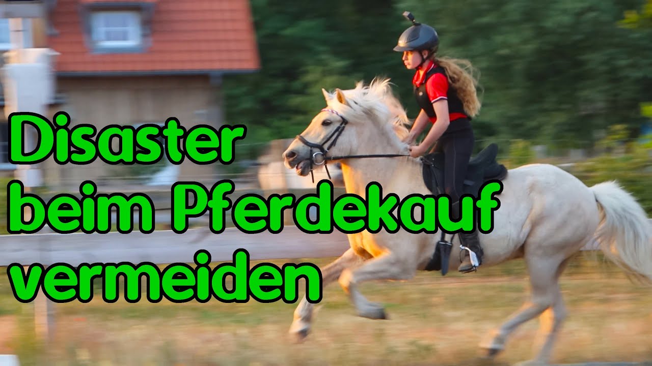 Vermeide diese Fehler bei der Pferdesuche