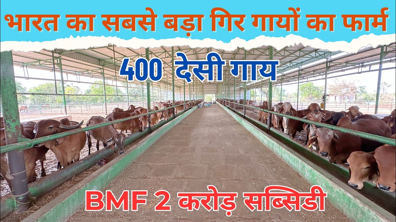 400 गिर गायों वाला डेयरी फार्म | Desi Cow Dairy Farm | Dairy Farming in India #dairy #cow #desi #gir
