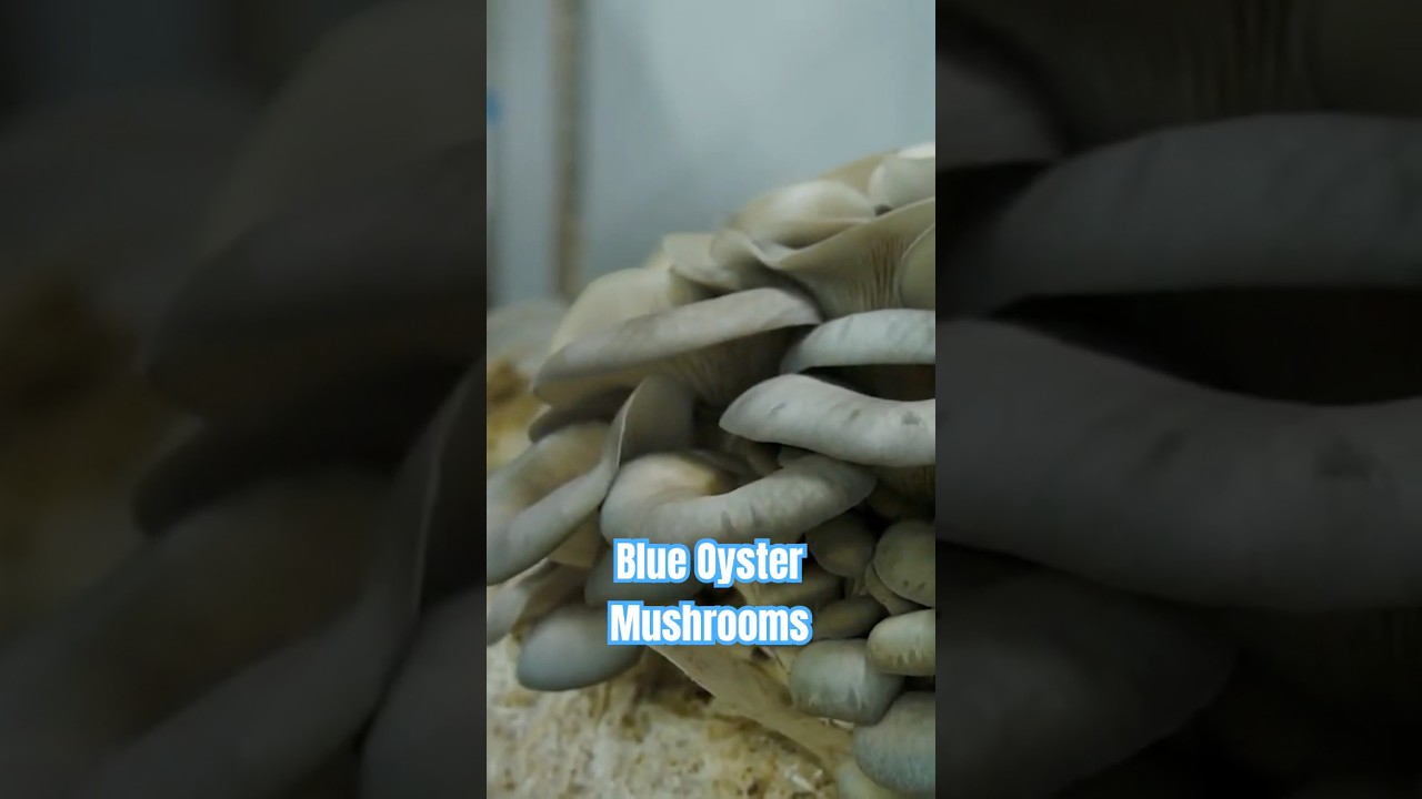 Blue Oyster 🍄&zwj;🟫 #mushrooms #agriculture #californiaagriculture