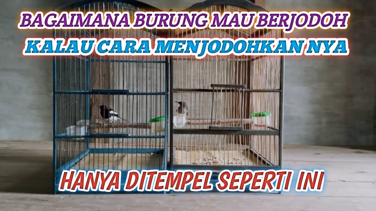 CARA MENJODOHKAN BURUNG KACER BAGI PEMULA AGAR CEPAT BERJODOH