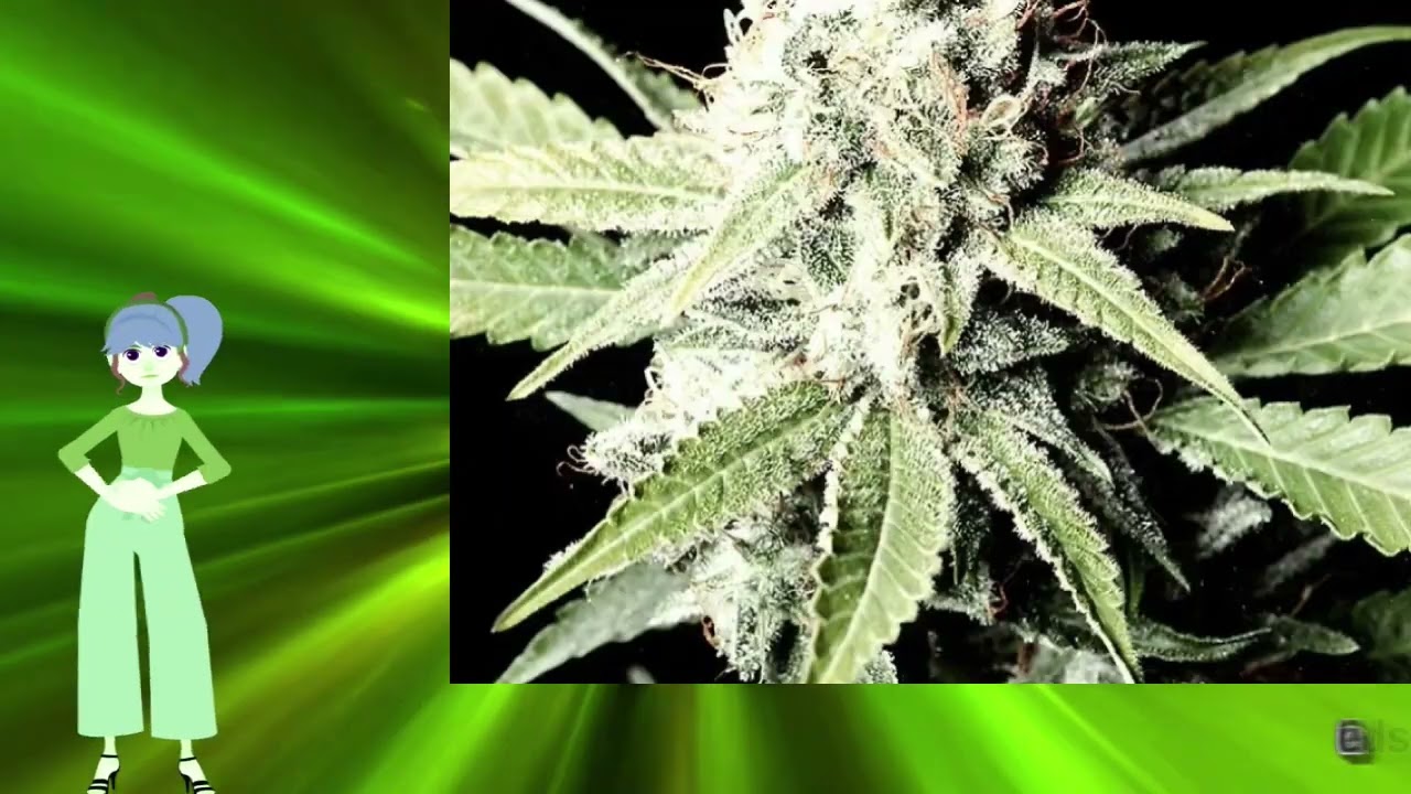 Auto Great White Shark &ndash; New 420 Guy Seeds