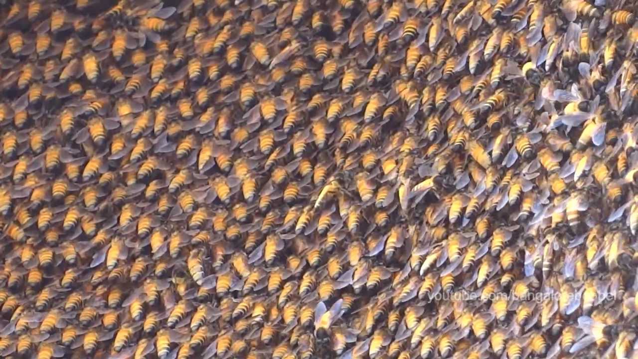 Neighbours got Wild Bees - Giant Honey Bee - Apis dorsata