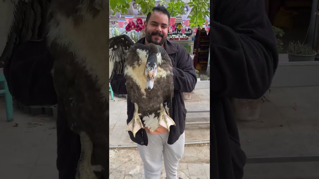 شوفو التربيه البيتي وجملها 🐣🐥🐔🐓🦆ما شاء الله 