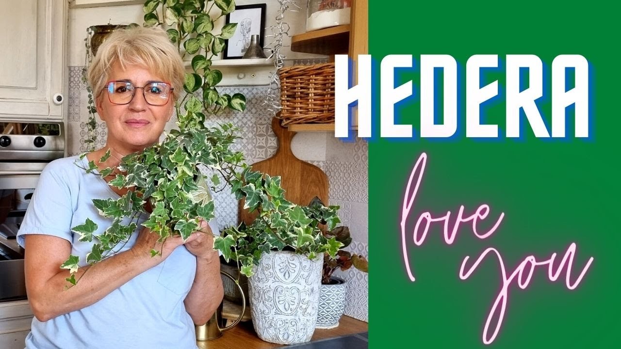 HEDERA - DLACZEGO SPRAWIA TYLE TRUDNOŚCI ?