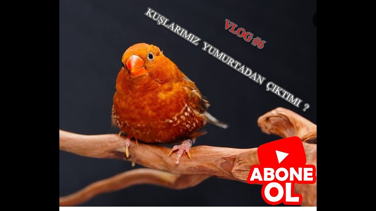 HİNT BÜLBÜLÜ #6 Kuşlarımız yumurtadan çıktımı ?