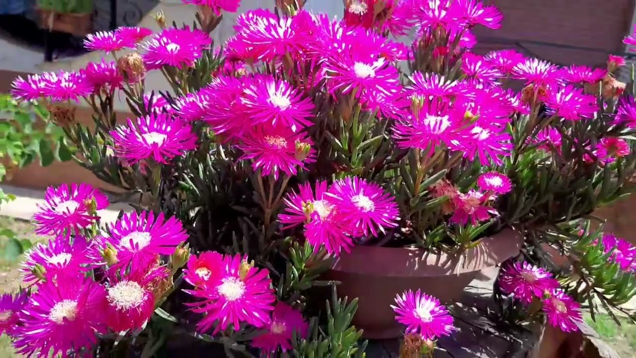 Suculentas Mesembriantemo, Lampranthus, Delosperma...quem sao elas ?