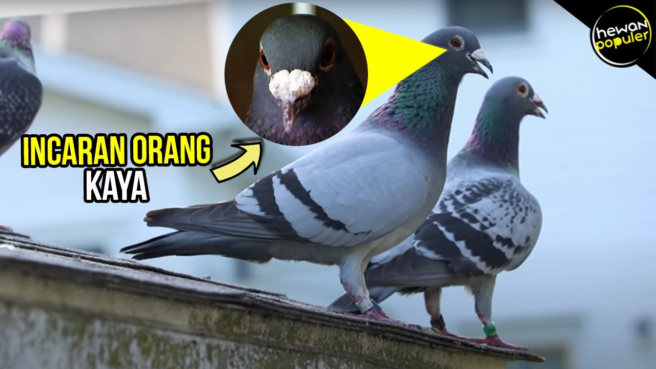 Satu Ekor Harganya Miliaran! Inilah Jenis Burung Termahal di dunia