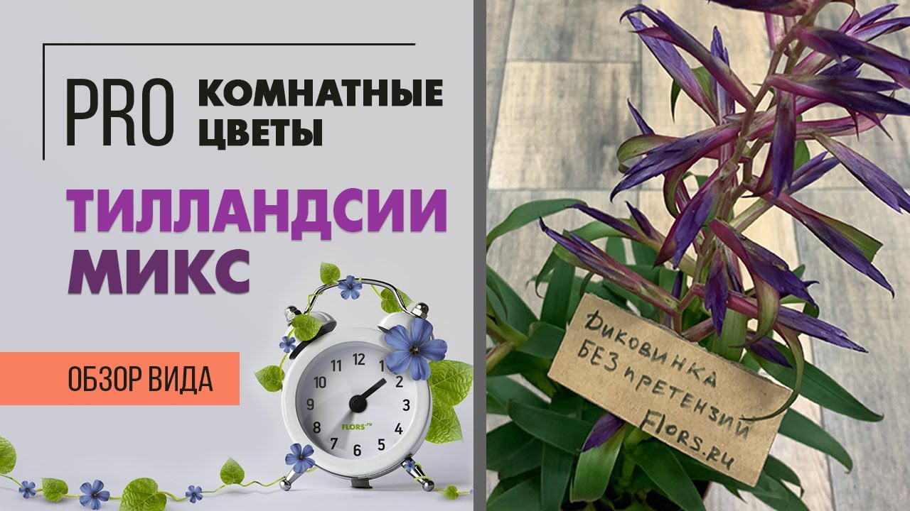 Тилландсии мультицветковые  - экзотические сорта | Уход за тилландсией