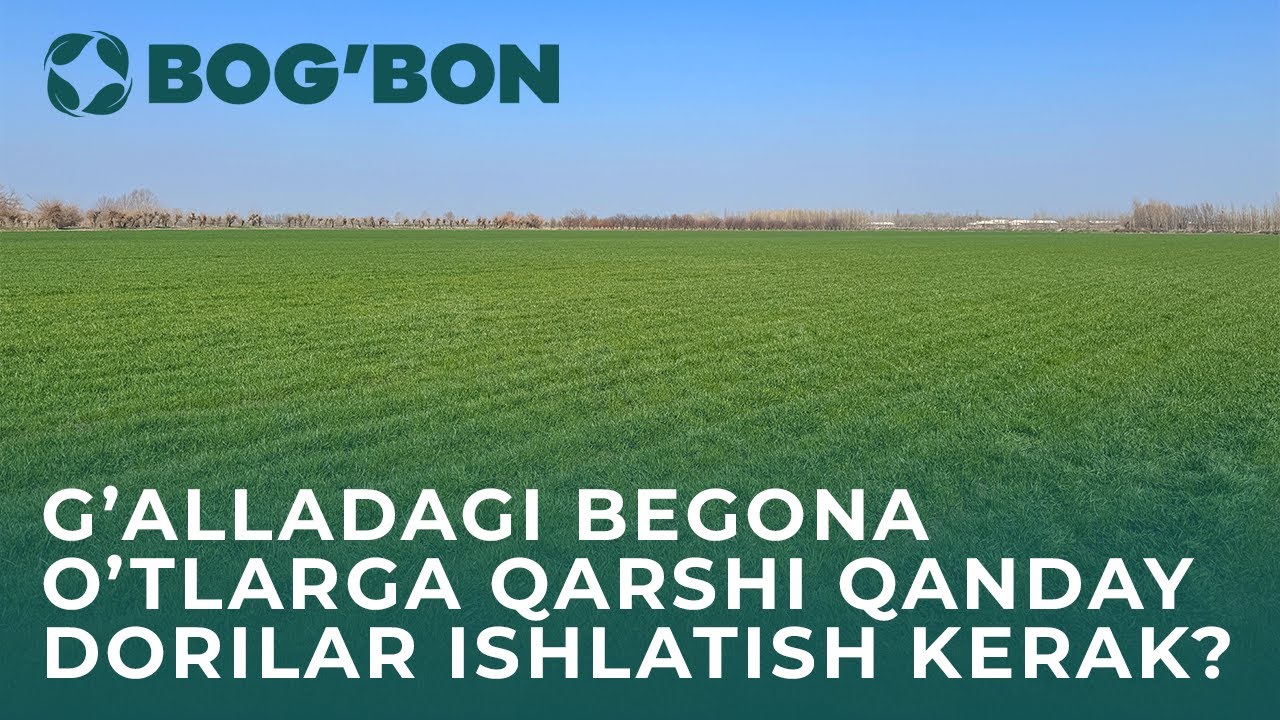 G'alla maydonidagi begona o'tlarga qarshi vositalar