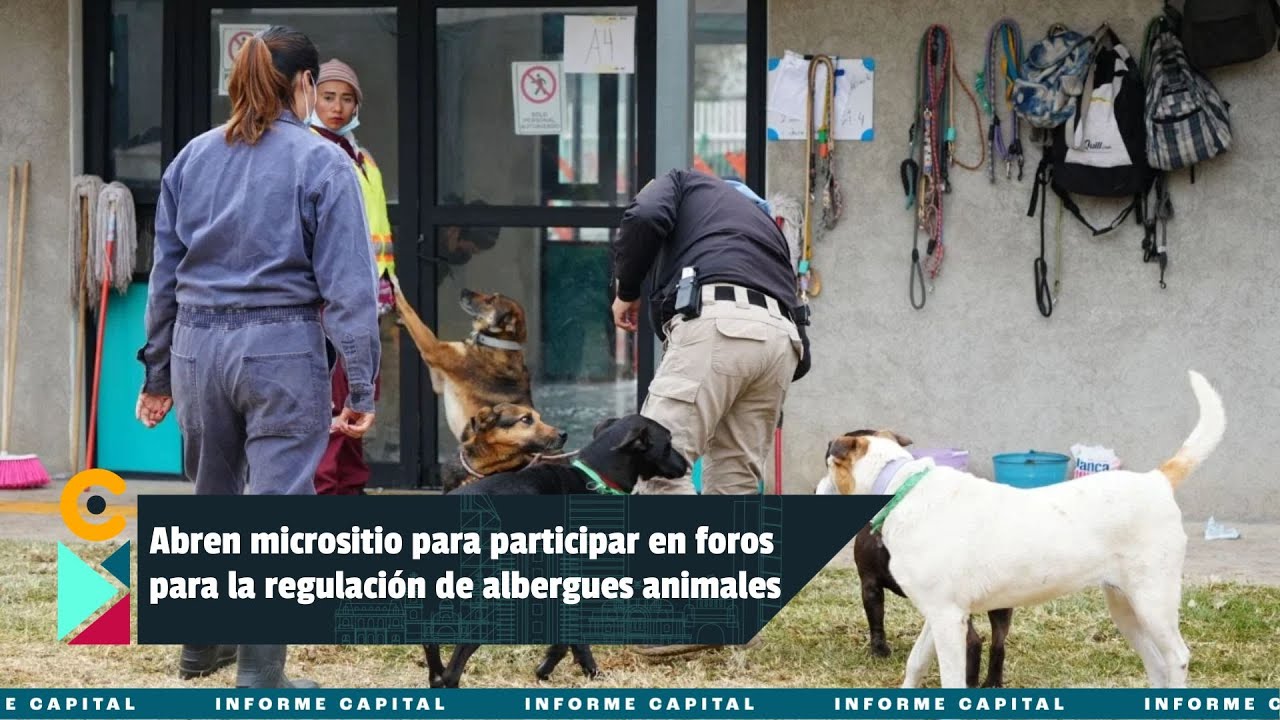 Habilitan micrositio para participar en foros de regulación de albergues en la CDMX -Informe Capital