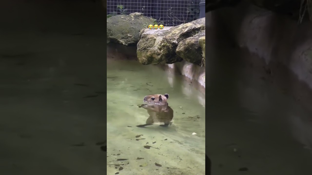 Bebé de carpincho se baña 😭😭 