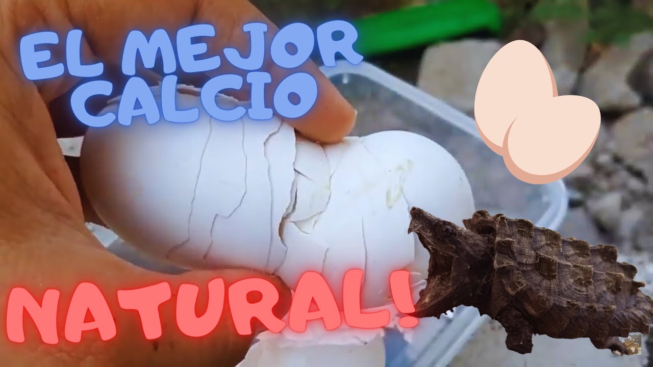 Calcio NATURAL para REPTILES #reptiles #tortuga