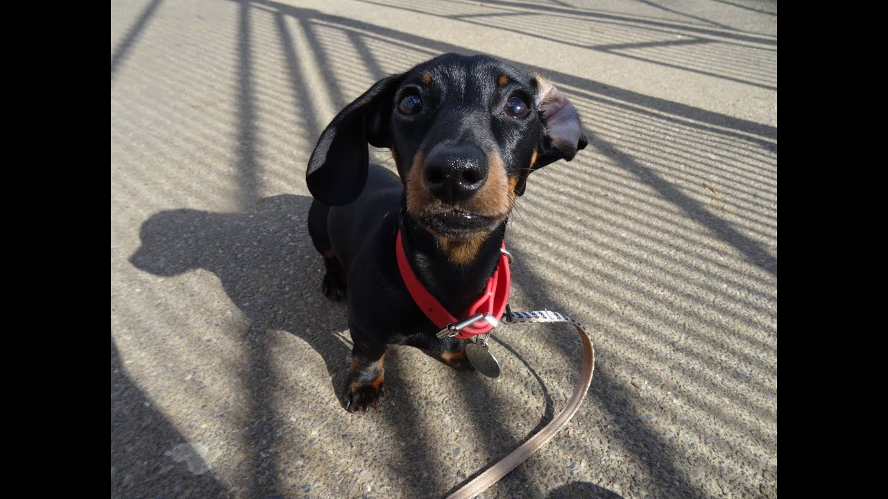 Alby - Mini Dachshund Puppy - 2 Week Residential Dog Training