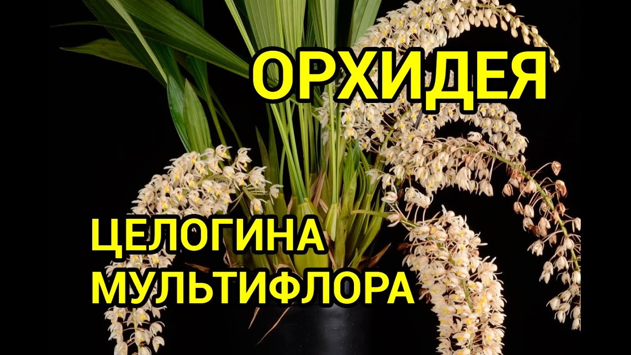 ОРХИДЕЯ Целогина мультифлора. Пересадка в специальный грунт.