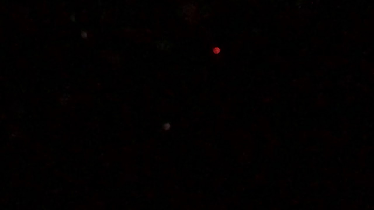 T-Fest - злой мишка (Москва, 22.11.2019)