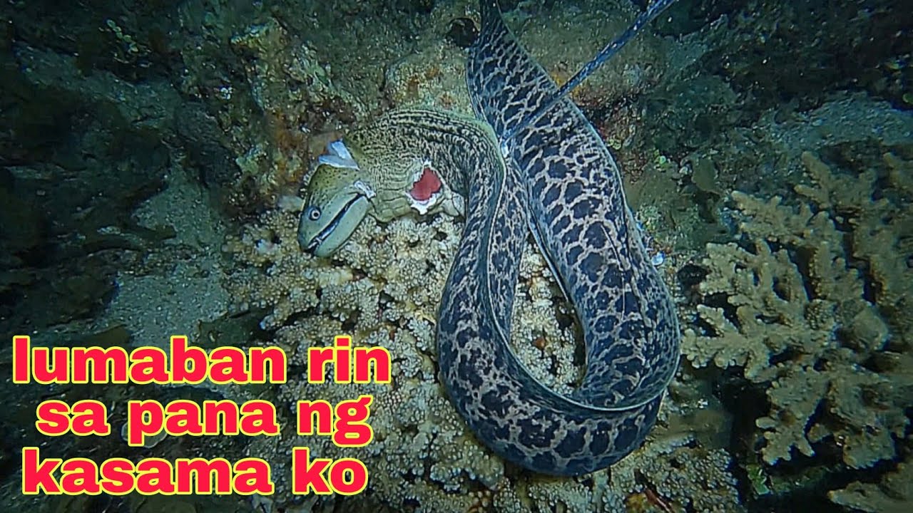 ep570 dive1 ahas dagat lumaban narin sa Pana ng kasama ko