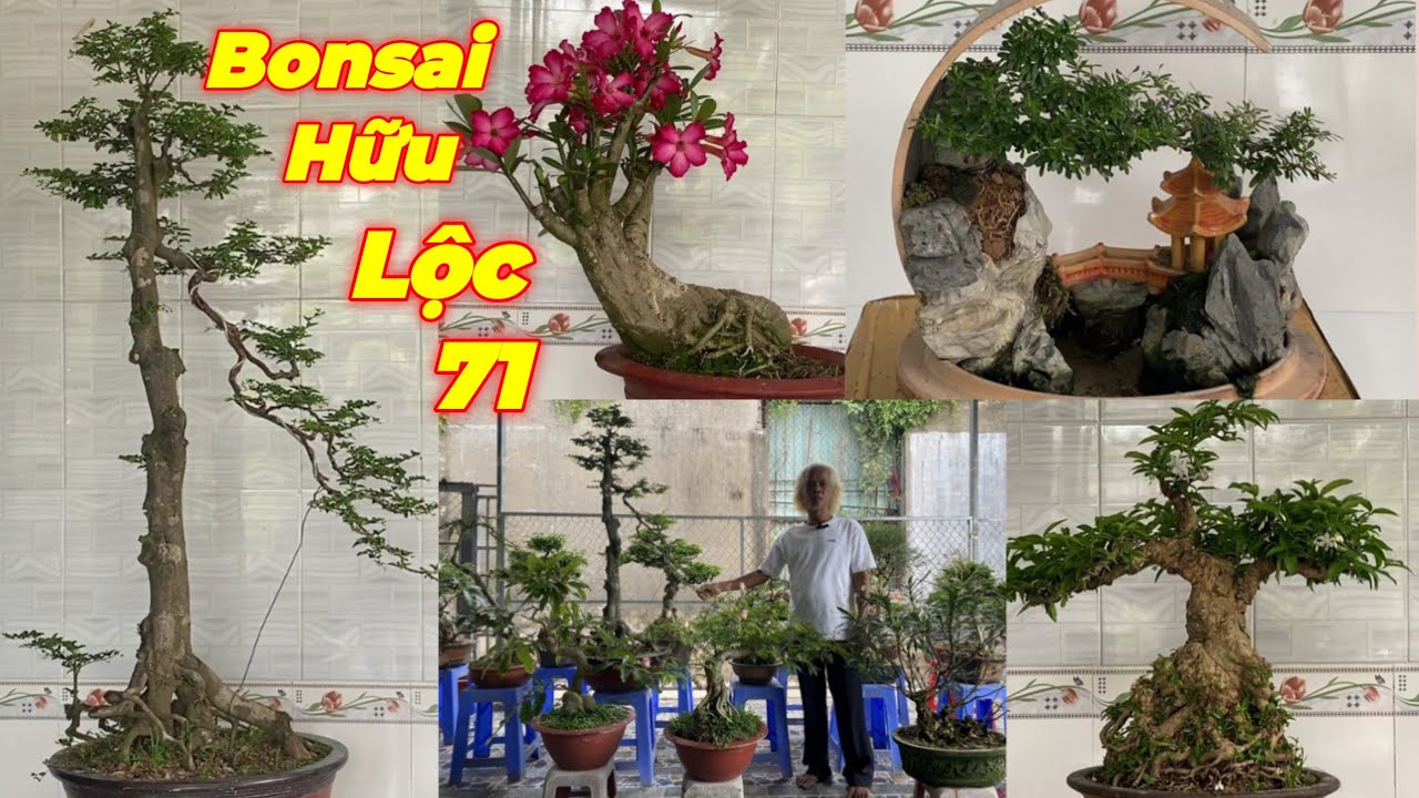 CHÚ LỘC | #0932831812 | GIÁ MỀM NHIỀU CÂY MỚI KIM QUÝT, KIỀU HÙNG, TRẮC, MCT NU, SỨ, TÙNG, ME, SAM..