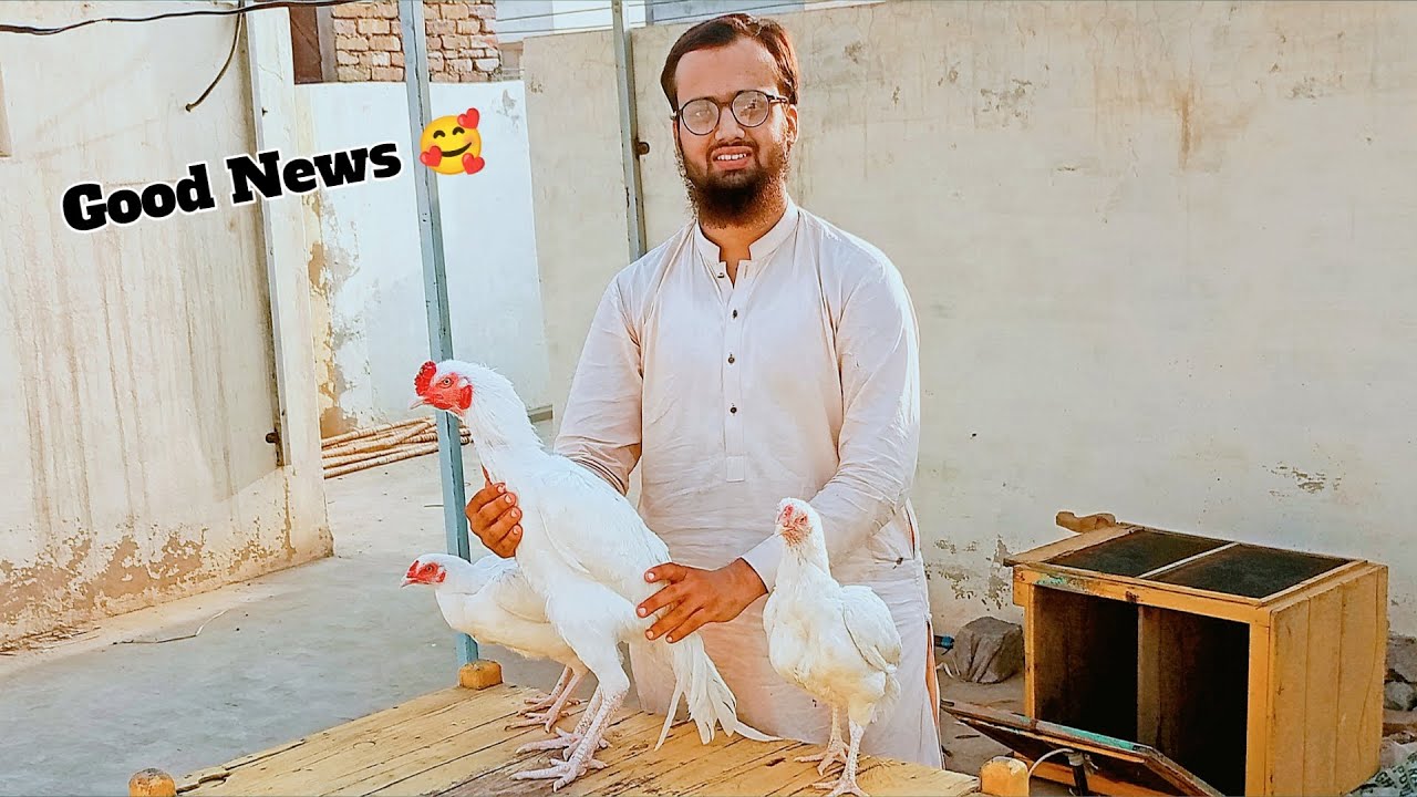 Masha Allah🥰 New Aseel Paper White murga🐔 our murgiyan🐔 La Aay☺
