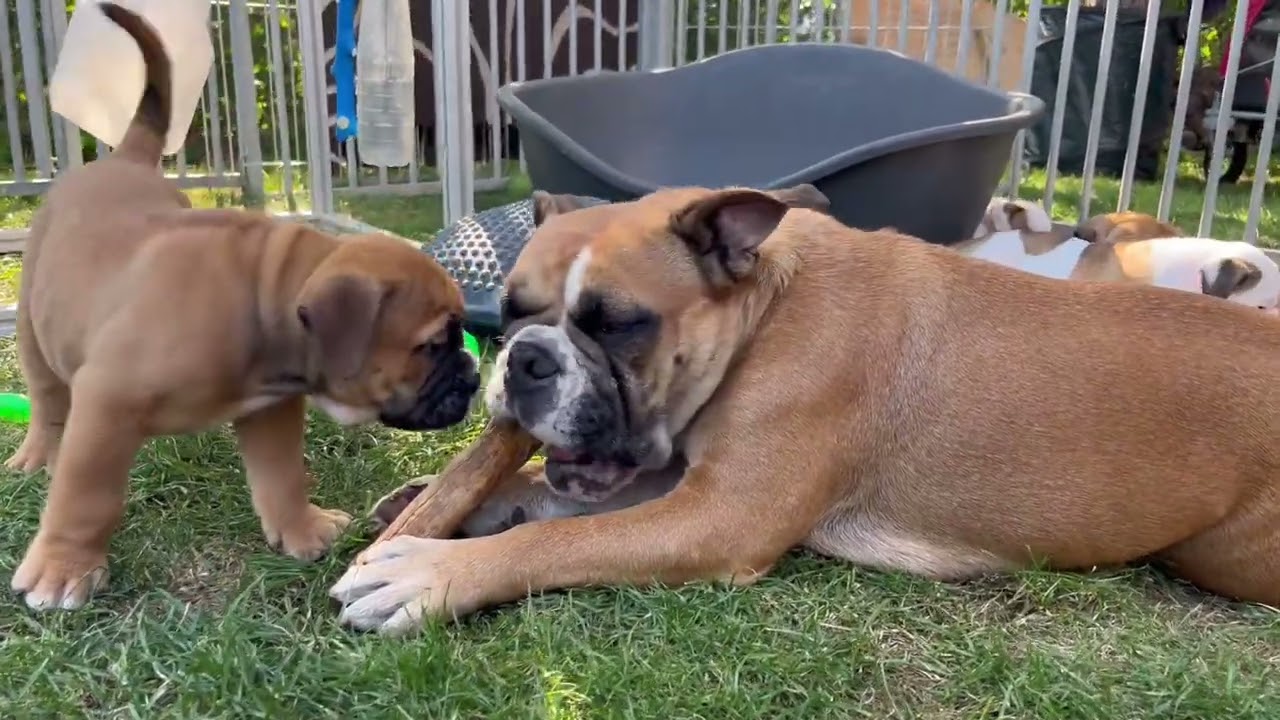 Welpenzeit bei den Continental Bulldogs of Hitchcocks History