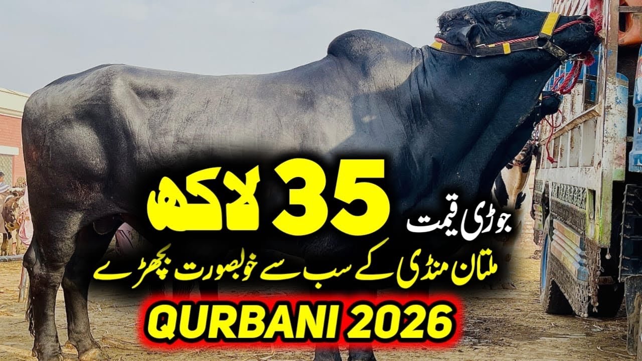 Multan Cow Mandi Updates 🔥 Nookray, Ablak, Cholistani Bulls Updates 💥| Bakra Mandi Pakistan Official