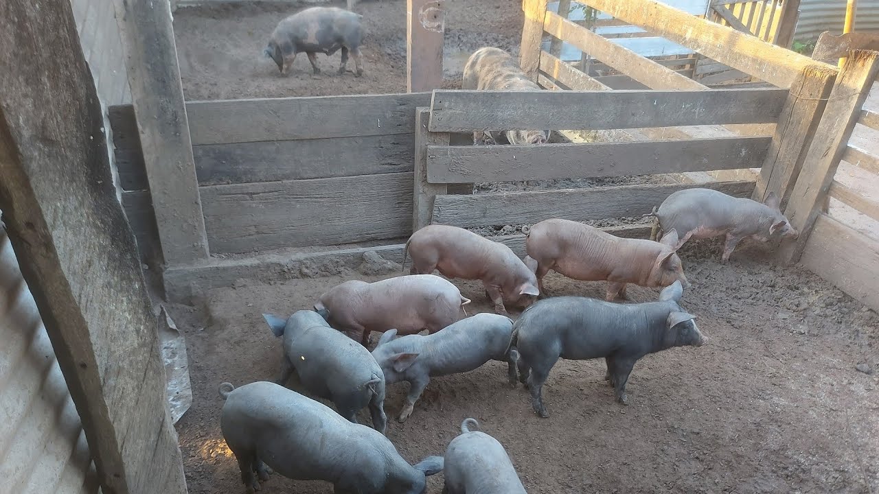 TOP 05 UMAS das MELHORES RAÇAS de PORCO CAIPIRA do MUNDO para VENDER