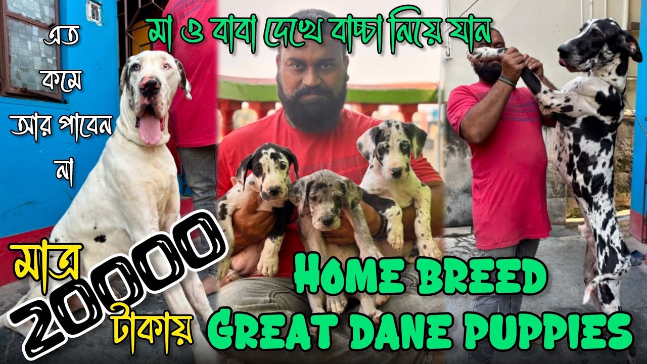 মাত্র 20000 টাকায় Great Dane Puppy 😳🔥| Home Breed Great Dane Puppies | Dog Market in Kolkata